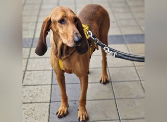 Watson - Traumtyp gesucht? Ein Begleiter für Wald, Wiesen, Sofa und Büro? Dann lerne Watson kennen.