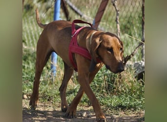 Watson - Traumtyp gesucht? Ein Begleiter für Wald, Wiesen, Sofa und Büro? Dann lerne Watson kennen.