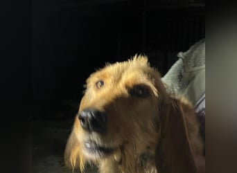 Rina -  zauberhaftes Langohrmädchen liebt Menschen mehr als die Jagd