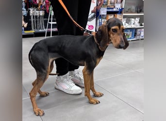 Diana  – HAT INTERESSENTEN - zarter,  kleiner Herzenshund auf der Suche nach dem Glück!