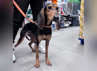 Diana  – HAT INTERESSENTEN - zarter,  kleiner Herzenshund auf der Suche nach dem Glück!