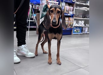 Diana  – HAT INTERESSENTEN - zarter,  kleiner Herzenshund auf der Suche nach dem Glück!