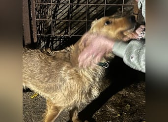 Rina -  zauberhaftes Langohrmädchen liebt Menschen mehr als die Jagd