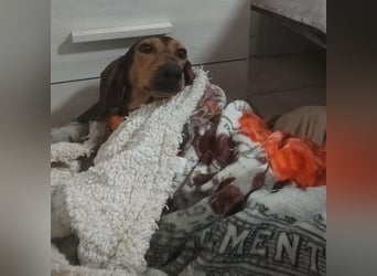 Diana  – HAT INTERESSENTEN - zarter,  kleiner Herzenshund auf der Suche nach dem Glück!