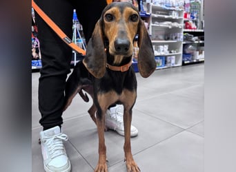 Diana  – HAT INTERESSENTEN - zarter,  kleiner Herzenshund auf der Suche nach dem Glück!