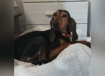 Diana  – HAT INTERESSENTEN - zarter,  kleiner Herzenshund auf der Suche nach dem Glück!