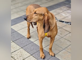 Watson - Traumtyp gesucht? Ein Begleiter für Wald, Wiesen, Sofa und Büro? Dann lerne Watson kennen.