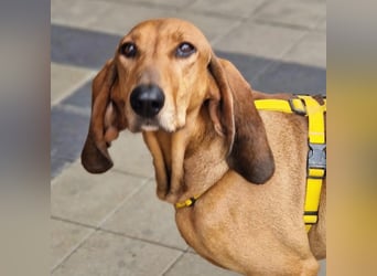 Watson - Traumtyp gesucht? Ein Begleiter für Wald, Wiesen, Sofa und Büro? Dann lerne Watson kennen.