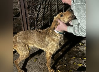 Rina -  zauberhaftes Langohrmädchen liebt Menschen mehr als die Jagd