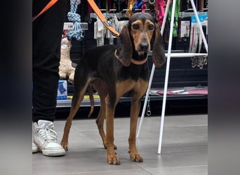 Diana  – HAT INTERESSENTEN - zarter,  kleiner Herzenshund auf der Suche nach dem Glück!