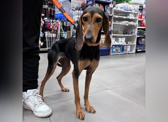 Diana  – HAT INTERESSENTEN - zarter,  kleiner Herzenshund auf der Suche nach dem Glück!