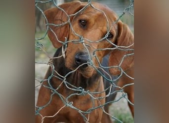 Balto - begeisterter Schnüffler sucht Fährtenleger