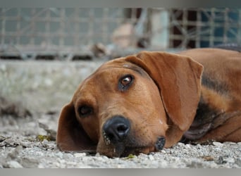 Balto - Freundlicher Segugio auf der Suche nach Nähe und einem verlässlichen Zuhause