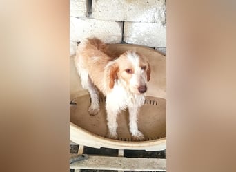 Pluto - (Dringend Zuhause oder Pflegestelle gesucht) Berufswunsch: Glückspilz