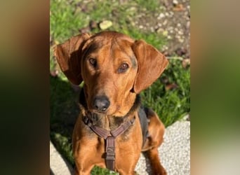 Balto - Freundlicher Segugio auf der Suche nach Nähe und einem verlässlichen Zuhause