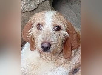 Pluto - (Dringend Zuhause oder Pflegestelle gesucht) Berufswunsch: Glückspilz