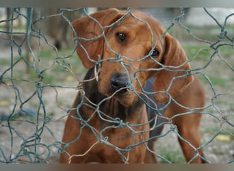 Balto - Freundlicher Segugio auf der Suche nach Nähe und einem verlässlichen Zuhause