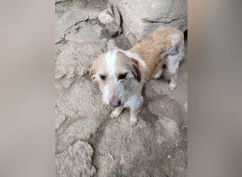 Pluto - (Dringend Zuhause oder Pflegestelle gesucht) Berufswunsch: Glückspilz