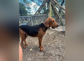 Balto - Freundlicher Segugio auf der Suche nach Nähe und einem verlässlichen Zuhause