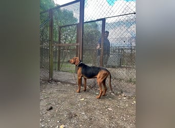 Balto - Freundlicher Segugio auf der Suche nach Nähe und einem verlässlichen Zuhause