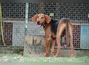 Balto - Freundlicher Segugio auf der Suche nach Nähe und einem verlässlichen Zuhause