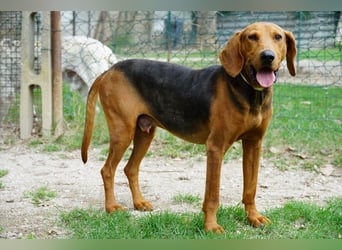 Balto - Freundlicher Segugio auf der Suche nach Nähe und einem verlässlichen Zuhause