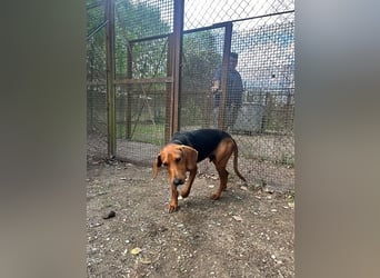 Balto - Freundlicher Segugio auf der Suche nach Nähe und einem verlässlichen Zuhause