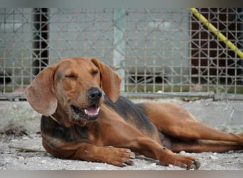 Balto - Freundlicher Segugio auf der Suche nach Nähe und einem verlässlichen Zuhause