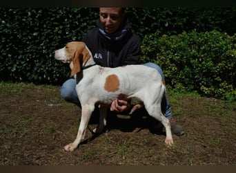 Deva - Die Sache mit dem Regen, der Traufe und einem Leben