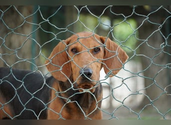 Balto - Freundlicher Segugio auf der Suche nach Nähe und einem verlässlichen Zuhause