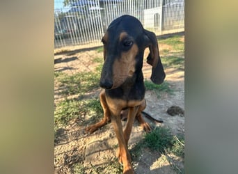 Brando - Ein erstes richtiges Daheim gesucht