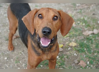 Balto - Freundlicher Segugio auf der Suche nach Nähe und einem verlässlichen Zuhause