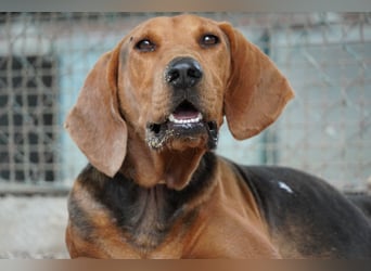 Balto - Freundlicher Segugio auf der Suche nach Nähe und einem verlässlichen Zuhause