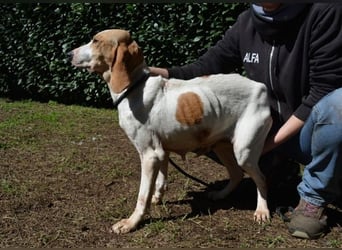 Deva - Die Sache mit dem Regen, der Traufe und einem Leben