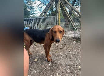 Balto - Freundlicher Segugio auf der Suche nach Nähe und einem verlässlichen Zuhause