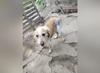 Pluto - (Dringend Zuhause oder Pflegestelle gesucht) Berufswunsch: Glückspilz