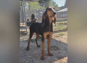 Brando - Ein erstes richtiges Daheim gesucht