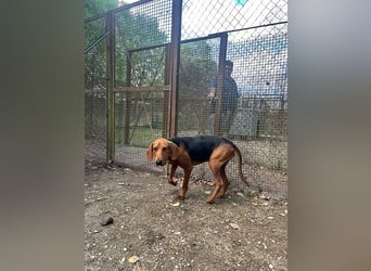 Balto - Freundlicher Segugio auf der Suche nach Nähe und einem verlässlichen Zuhause