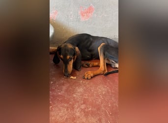 Brando - Ein erstes richtiges Daheim gesucht