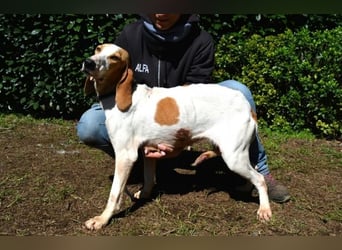 Deva - Die Sache mit dem Regen, der Traufe und einem Leben