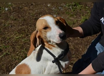 Deva - Die Sache mit dem Regen, der Traufe und einem Leben