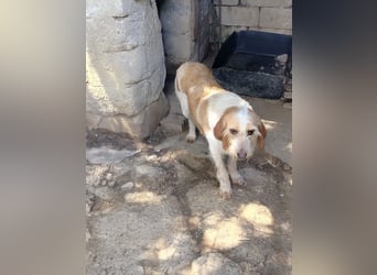 Pluto - Berufswunsch: Glückspilz