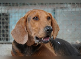 Balto - Freundlicher Segugio auf der Suche nach Nähe und einem verlässlichen Zuhause