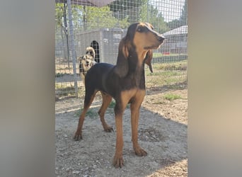 Brando - Ein erstes richtiges Daheim gesucht
