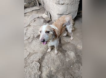 Pluto - Berufswunsch: Glückspilz