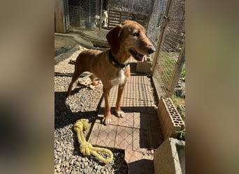 Wenn ein Hund einfach zurückbleibt… Orlanda, die Segugia-Hündin sucht ihr Glück
