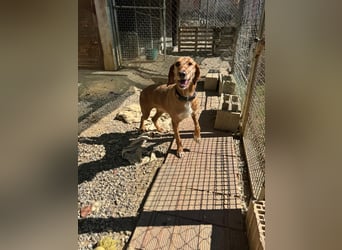 Wenn ein Hund einfach zurückbleibt… Orlanda, die Segugia-Hündin sucht ihr Glück