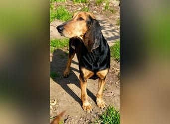Dalma – nach vielen Jahren als Mama braucht sie endlich ihr eigenes Zuhause
