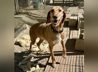 Wenn ein Hund einfach zurückbleibt… Orlanda, die Segugia-Hündin sucht ihr Glück