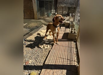 Wenn ein Hund einfach zurückbleibt… Orlanda, die Segugia-Hündin sucht ihr Glück